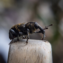 Pine weevil (Hylobius abietis)