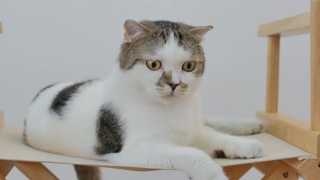 Low angle close up face of white Scottish fold cat feeling curious and nervous when seen something interesting.
