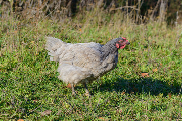 gray chicken on the green lawn looks at us