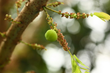 a star gooseberry fruit