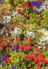 Detailed view of a garden with various flowers of various colors