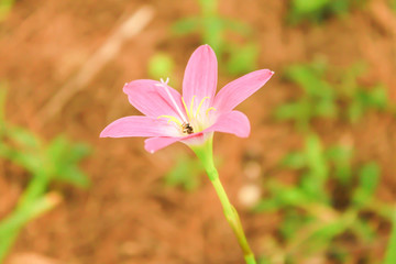 Blooming pink Zephyranthes rosea with rain drop