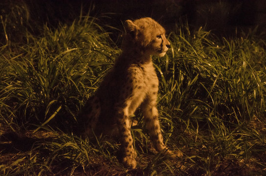 チーターの赤ちゃん