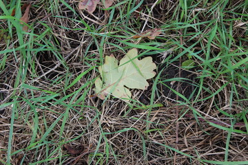 leaf grass