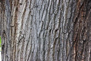 bark texture