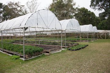 Fototapeta premium Strawberry Greenhouse