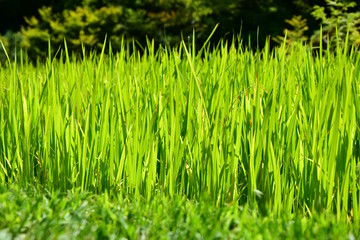 Reisfeld, Reispflanzen