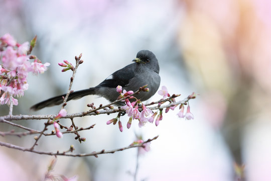 Beautiful bird in black and white plumage..Black sibia bird with long tailed perching on cherry blossom pink flowers in highland forest,natural blurred background.