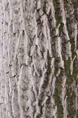 wood texture