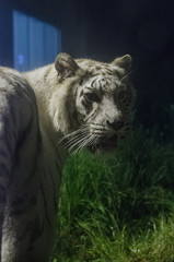 伊豆アニマルキングダムのナイトサファリでのホワイトタイガー