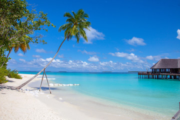Maldives Coconut Tree