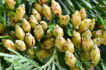 seeds of thuja close up