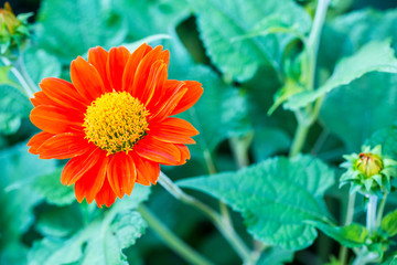 Close up zinnia, dahlia flower background, wallpaper, nature flower  vivid color for backdrop. image for background, wallpaper, copy space, backdrop, illustration and article.