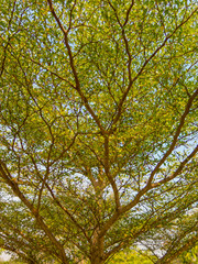 Canopy