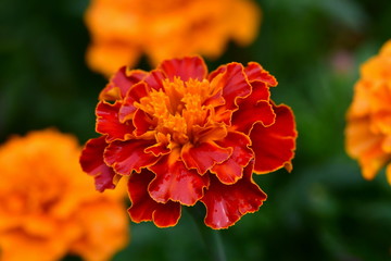 French marigold cloose up