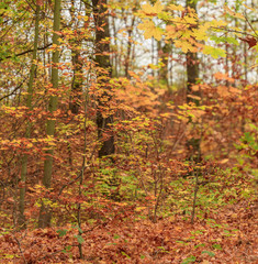 Herbstwald, goldener Herbst, Landschaft, quadratisch
