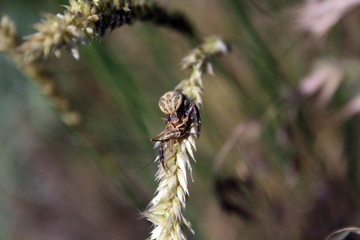 A spider (araneus diadematus) caught a grasshopper to eat