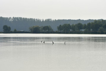 autumnal mood near lake with birds