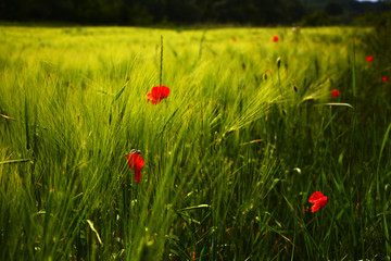 Field of bright red corn poppy flowers in summer