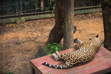 Sleeping Jaguar in the zoo. © Korradol