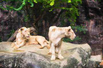 Lion in Dusit zoo, Bangkok, Thailand.
