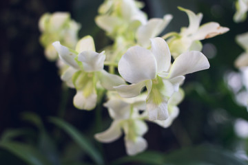 branch of white orchids on a dark background close-up