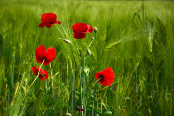 Poppy - Red Poppy Flower - red corn poppy flowers
