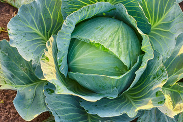 Close up on fresh cabbage in harvest field