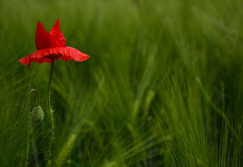 Fototapeta premium Poppy - Red Poppy Flower - red corn poppy flowers 