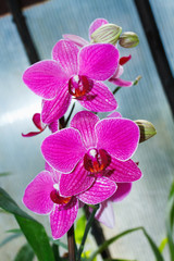 Naklejka premium Beautiful orchid branch on abstract blurred background
