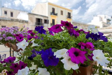 Fototapeta na wymiar Flower plants on the balcony