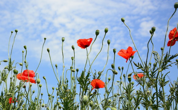 Field of bright red corn poppy flowers in summer