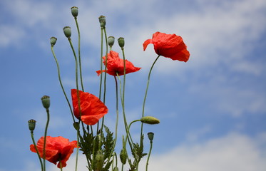 Obraz premium Mak - Red Poppy Flower - czerwone kwiaty maku kukurydzianego