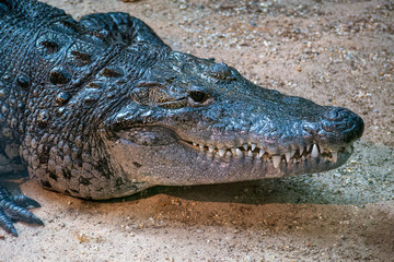 Krokodil