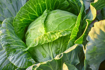 Obraz premium Organic cabbage vegetable food in field garden. Agriculture concept