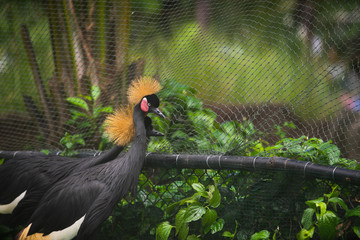 Crowned crane birds walking in the zoo.