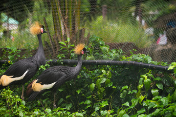 Crowned crane birds walking in the zoo.
