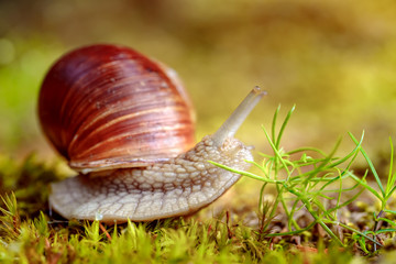 Helix pomatia also Roman snail, Burgundy snail