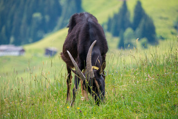 Ziege Berg