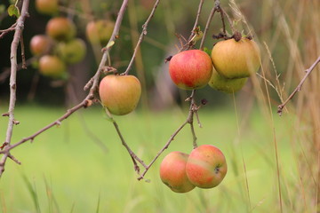 tree apple