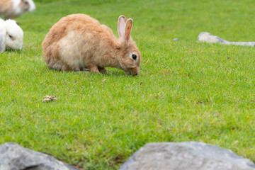 Calm and sweet little brown rabbit sitting on green grass, cute bunny