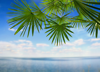 Tropical leaves palm tree ( Livistona ) on blue sky background with space for text