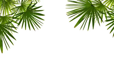 Papier Peint photo autocollant Palmier Palmier de feuilles tropicales (Livistona) sur un fond blanc avec un espace pour le texte. Vue d& 39 en bas