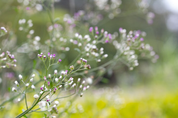 Little ironweed, Ash-coloured fleabane or Purple fleabane. The scientific name is Cyanthillium cinereum