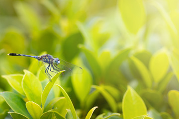 closeup of beautiful dragonflies on a green plant