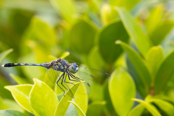 closeup of beautiful dragonflies on a green plant