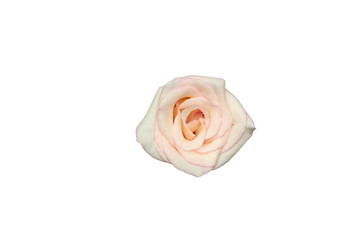 White rose isolated on white background