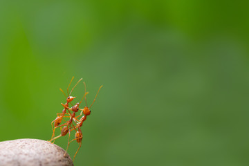 Ant action standing.Ant bridge unity team,Concept team work together