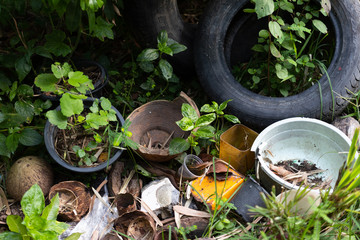 The presence of dengue vectors in discarded tires and artificial water containers in houses and peridomestic areas breeding grounds of mosquito , gnats, larvae in rain water