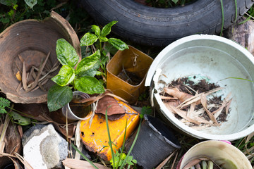 The presence of dengue vectors in discarded tires and artificial water containers in houses and...